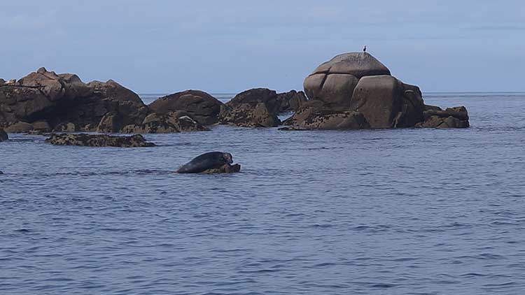 Phoque aux Iles Scilly