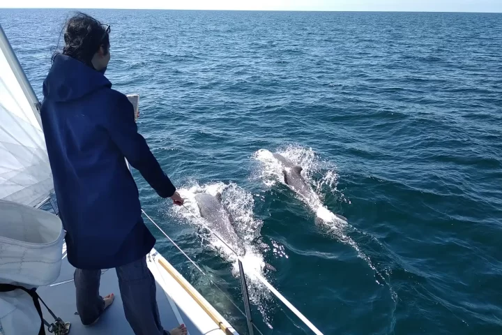 dauphins-navigation-voilier-bretagne-navigation-skippers-croisiere- Sortie Saint-Malo avec voilier